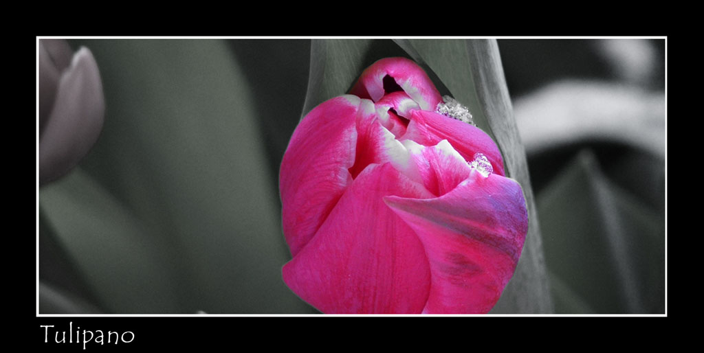 Tulipano - 01