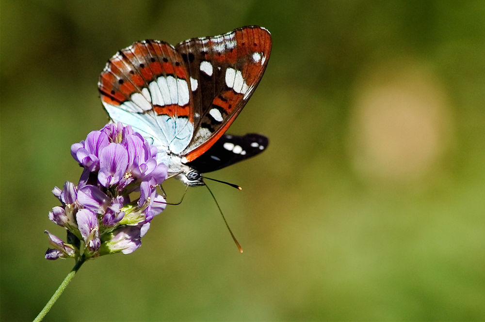 Limenitis reducta (miniserie)