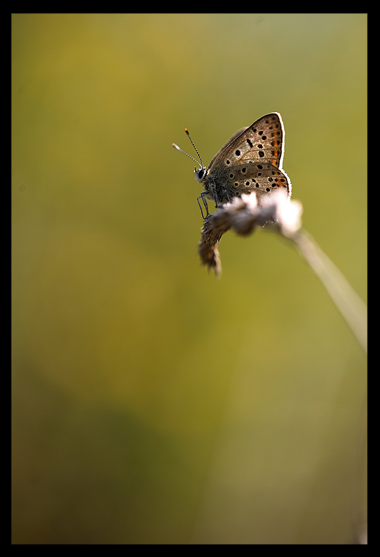 P r i n c i p e s s a