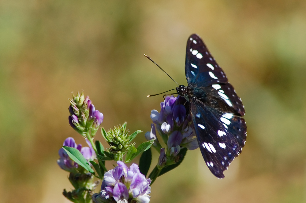Fine miniserie Limenitis reducta