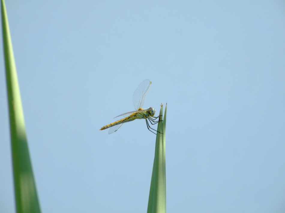 Dragonfly