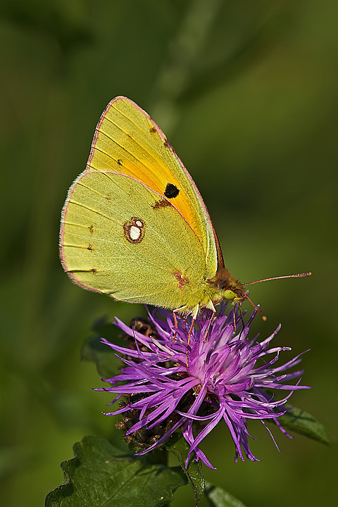 Colias crocea