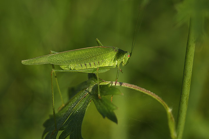 Phaneroptera