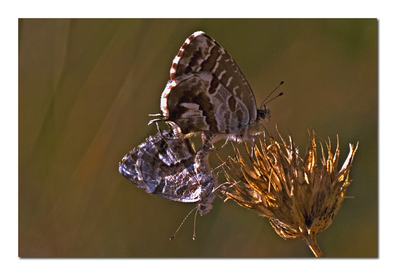 Cacyreus marshalli f+m