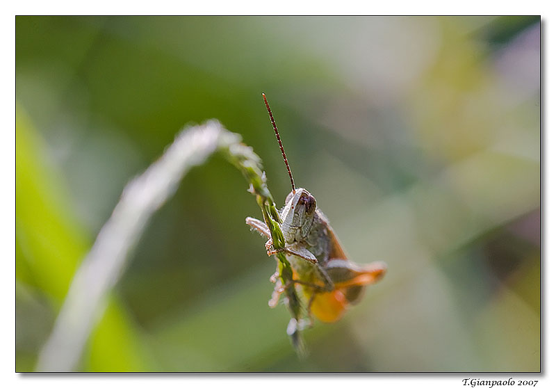 dondolando (cavalletta)