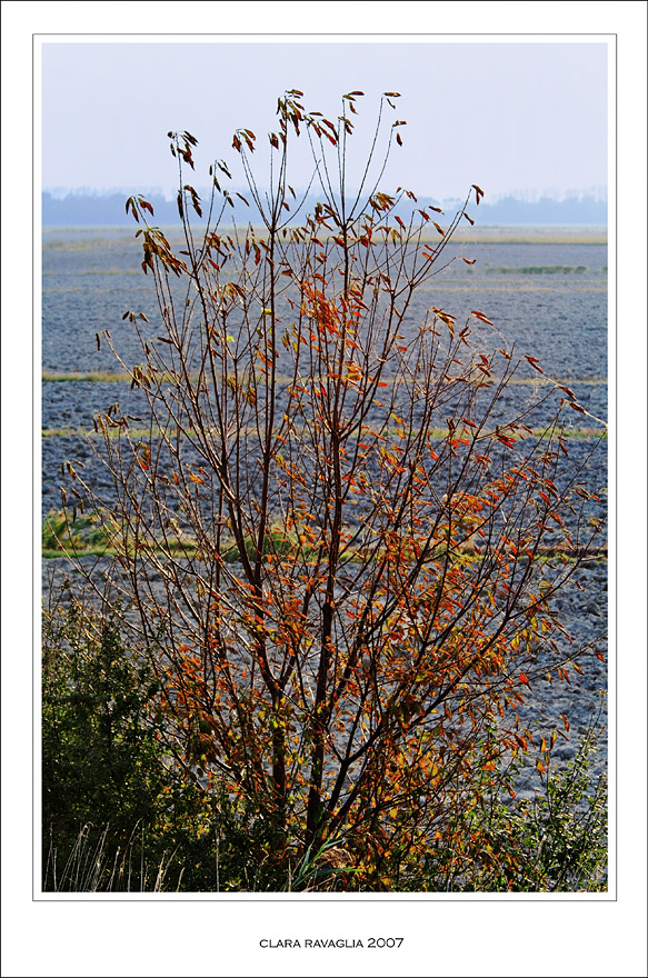 L'albero....dall'autunno all'inverno