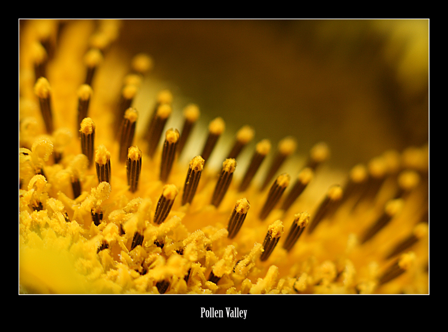Pollen Valley