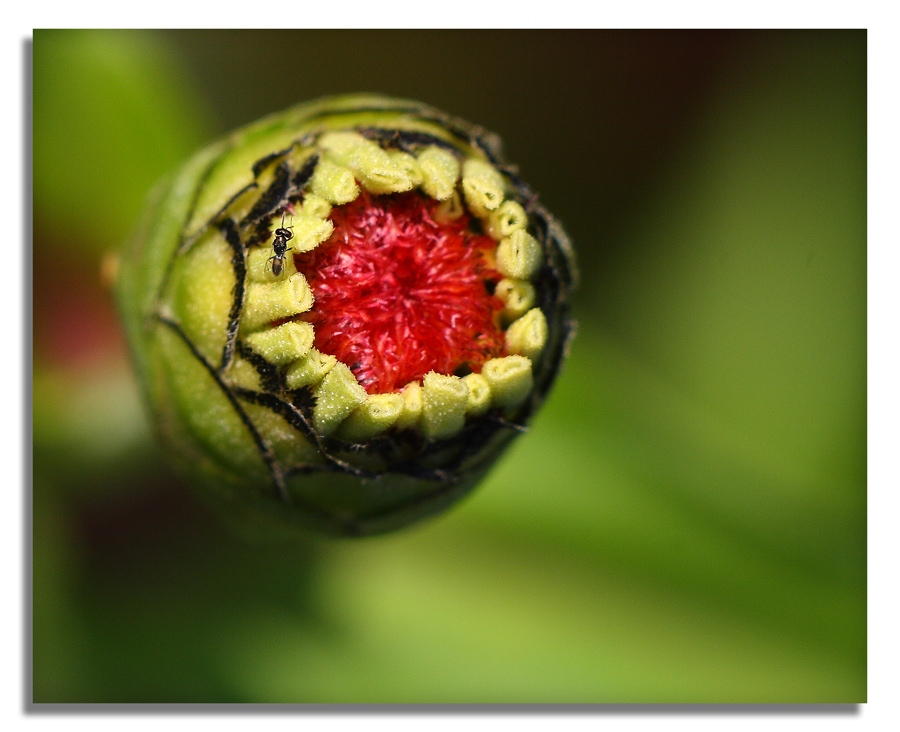 Warning - Active Volcano