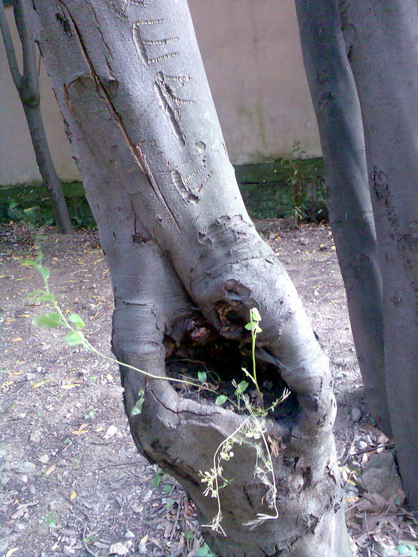 Tree's Arm
