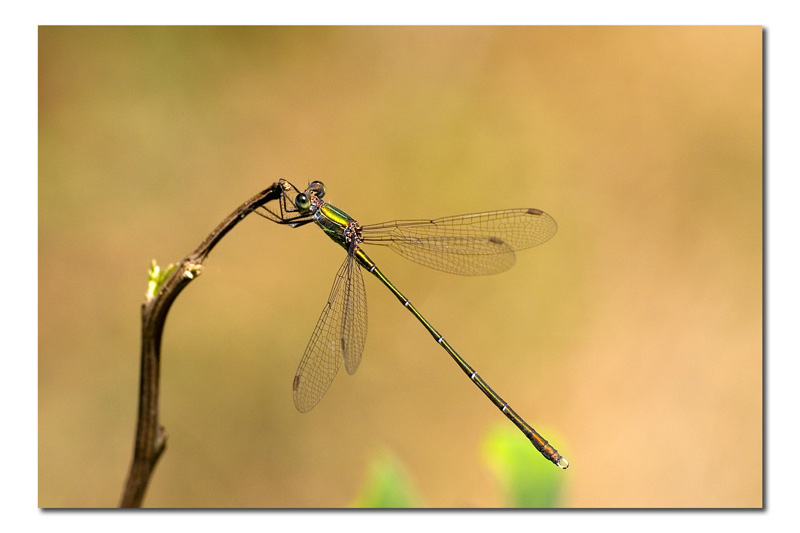 Lestes viridis