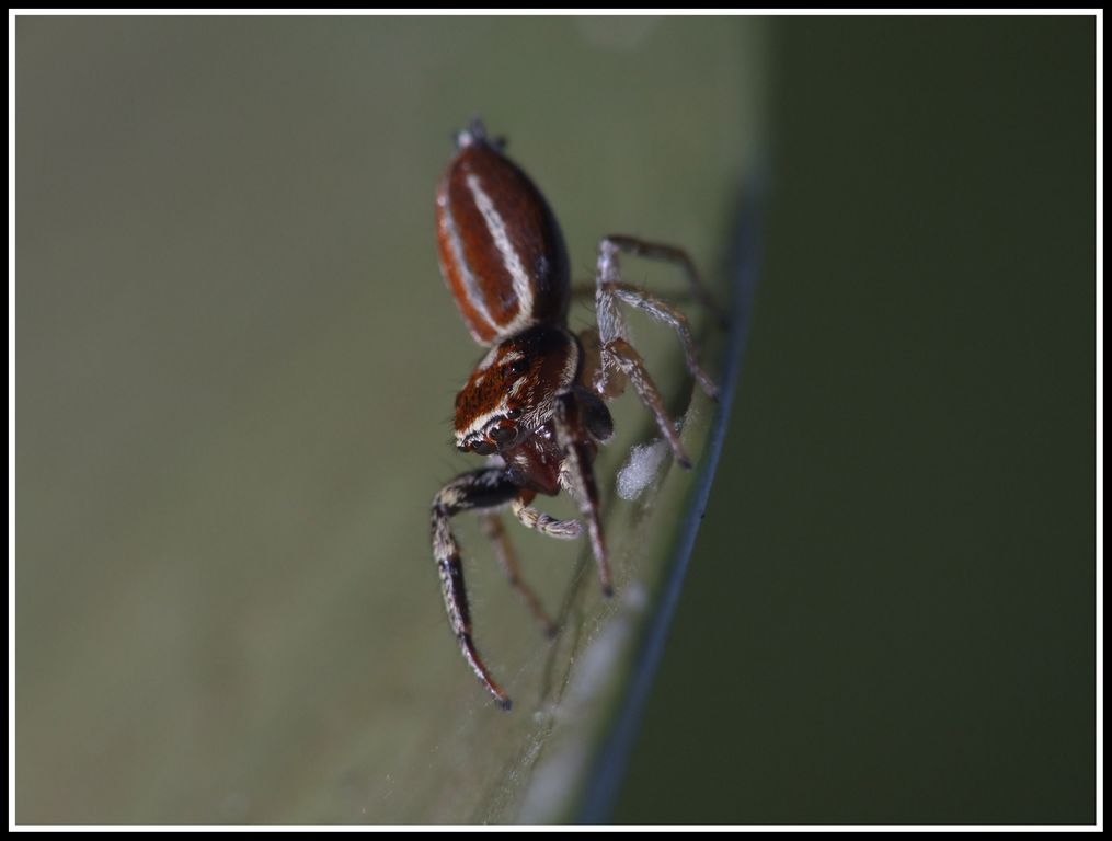 una passeggiata col ragnetto
