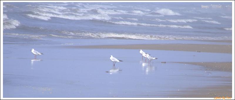 Amoreggiare Sul Bordo Del Mare In Tempesta