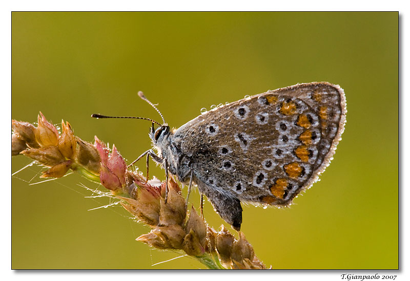 dopo una fredda notte arriva il tepore  (licenide)