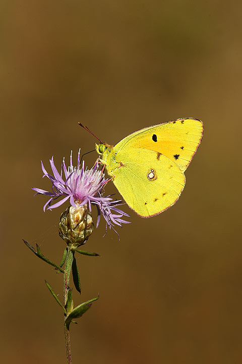 Colias crocea