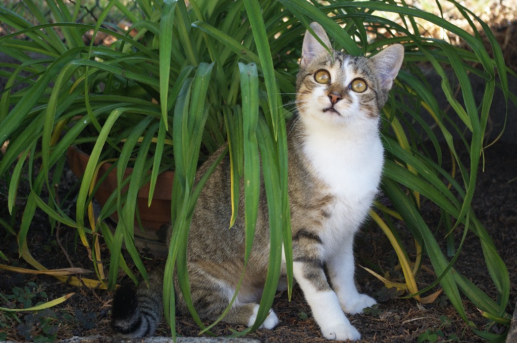 Bianchina nella giungla!