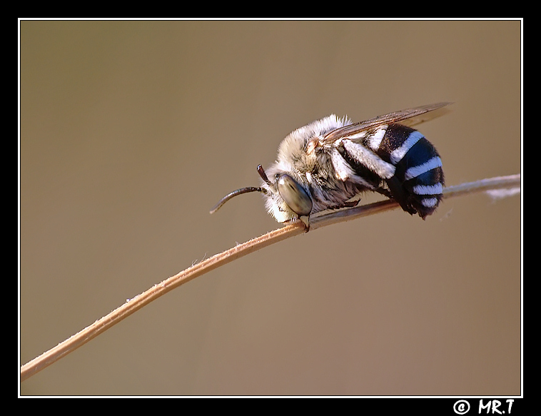 l'apella addormentata