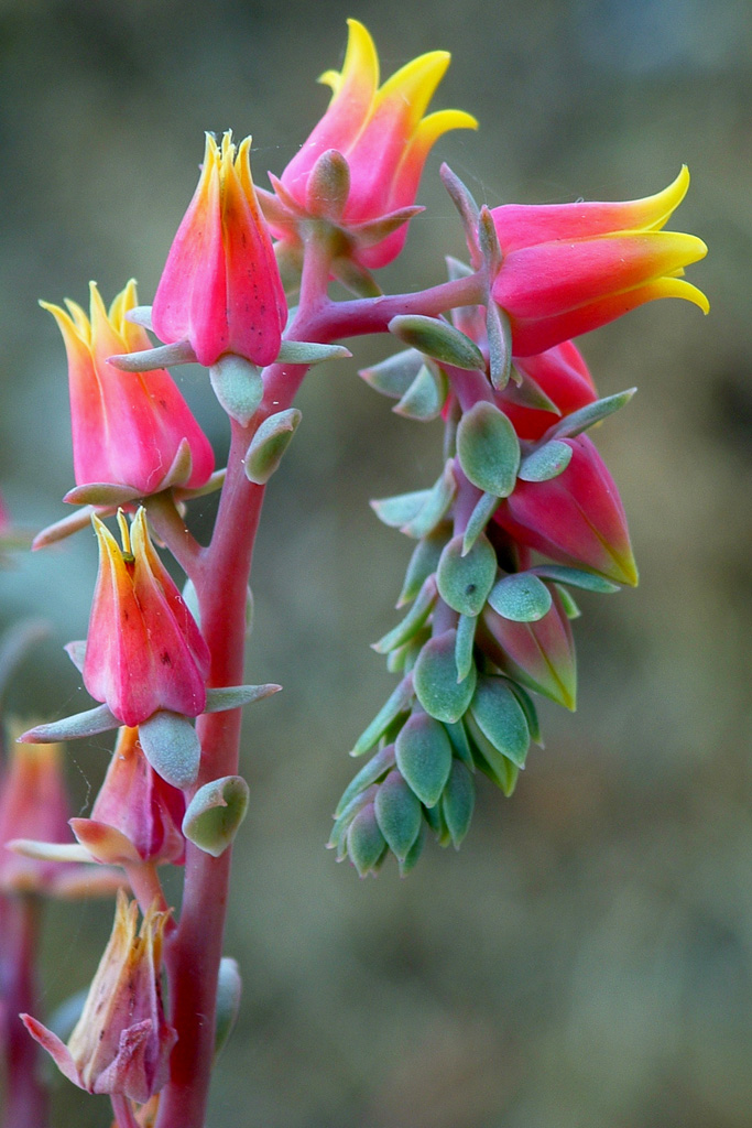 semplicemente...fiori