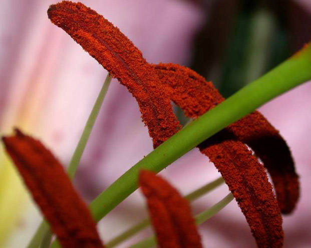 Particolare di un fiore