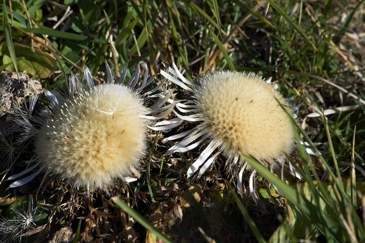 nei pascoli alti....