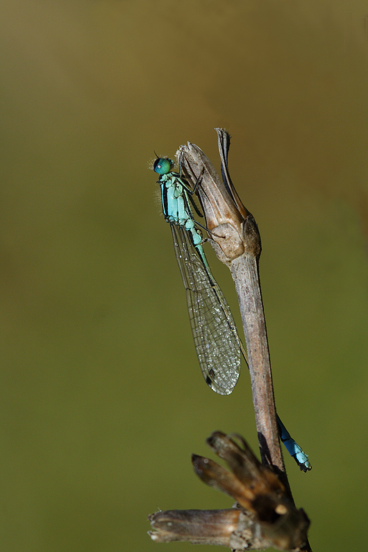forse non mi son nascosta bene?