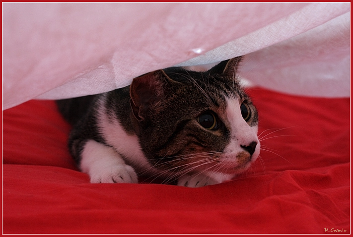 qui non mi trover� di sicuro...