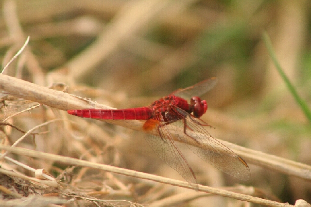 Libellula