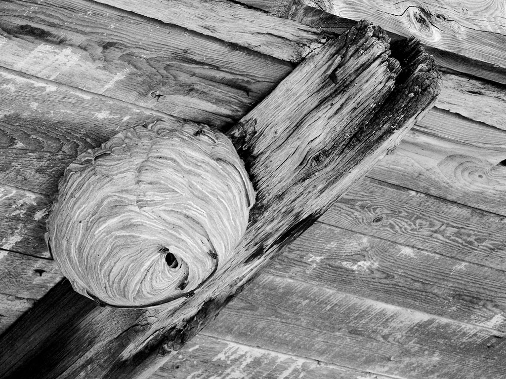 Nido d'intrecci...ah, la natura...