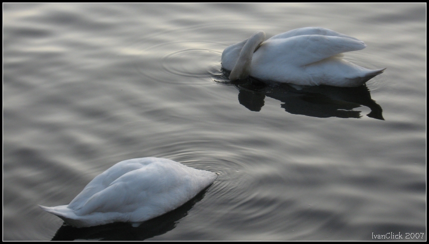 Oggi, nun ne vojo proprio sap�...