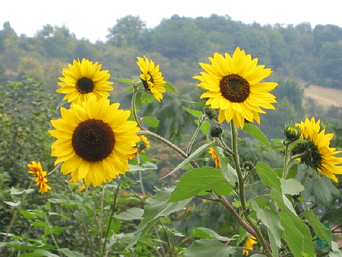 Girasoli in Normandia