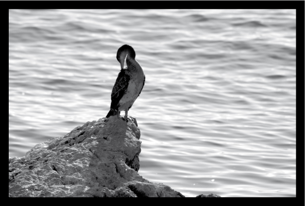 uccello sullo scoglio