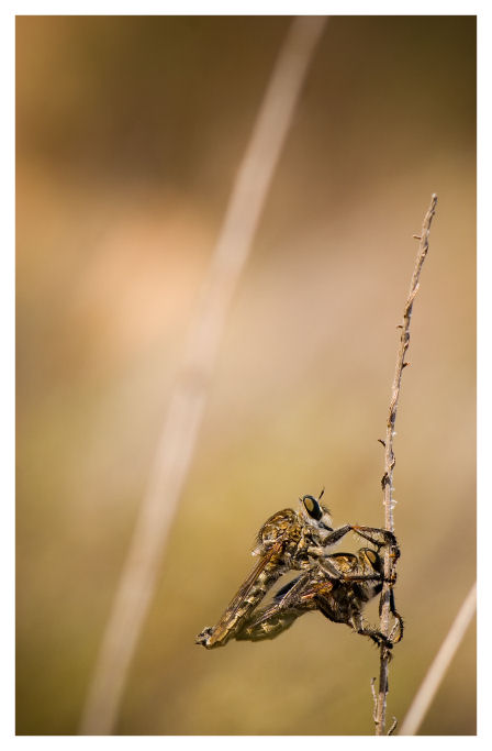 Un amore di Predator