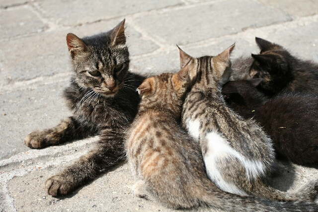Mamma e gattini