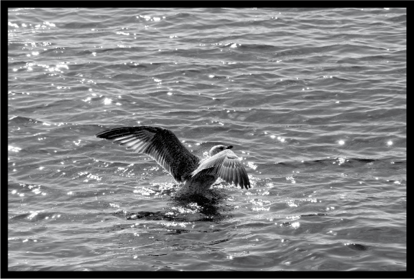 in volo dall'acqua