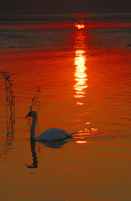 paperella al tramonto