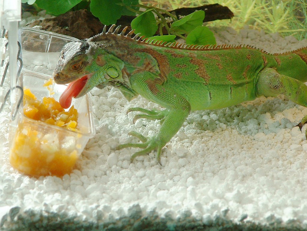 Il mio piccolo Danny a pranzo