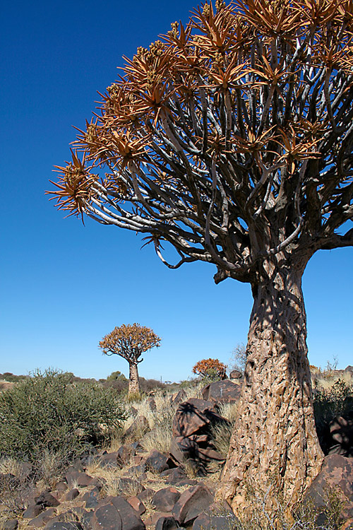 namibia trees