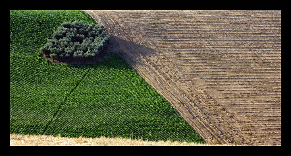 Agricoltura