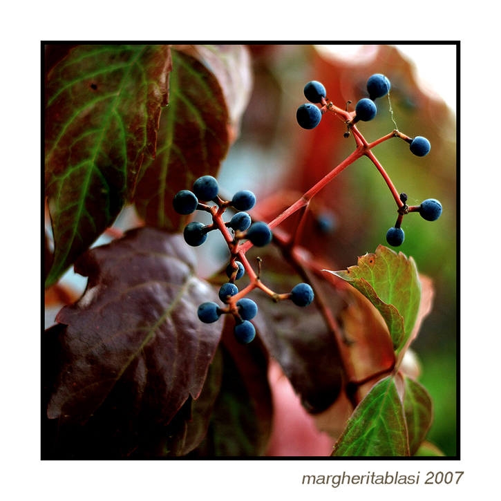 primi colori d'autunno