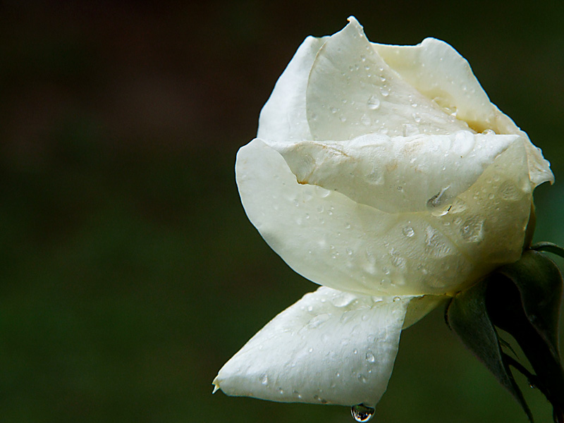 Sotto la pioggia.... una rosa