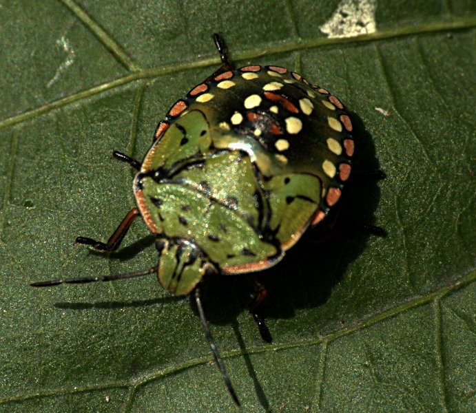 Aoh, me st� a spost�...