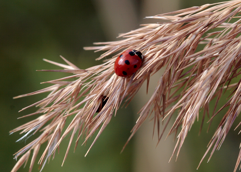 cocci su un morbido letto