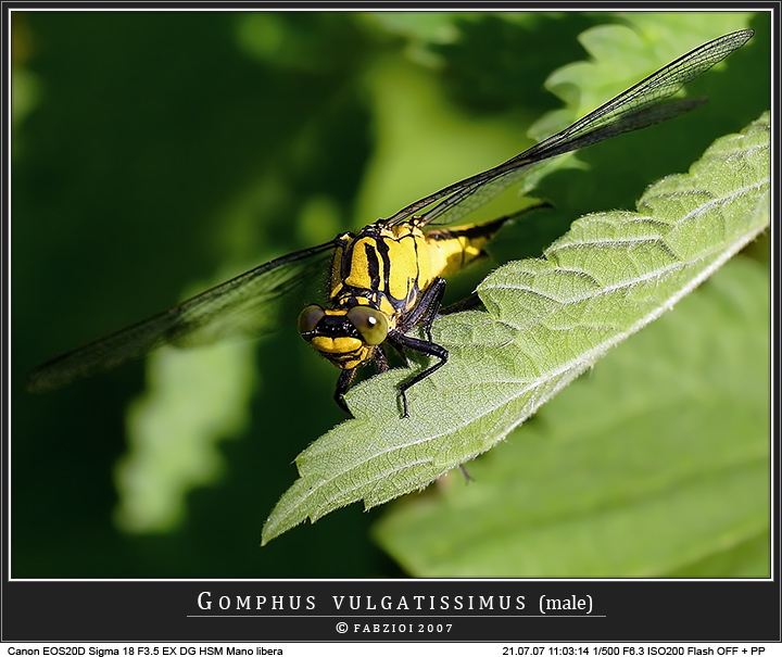 Giochiamo... a nascondino!