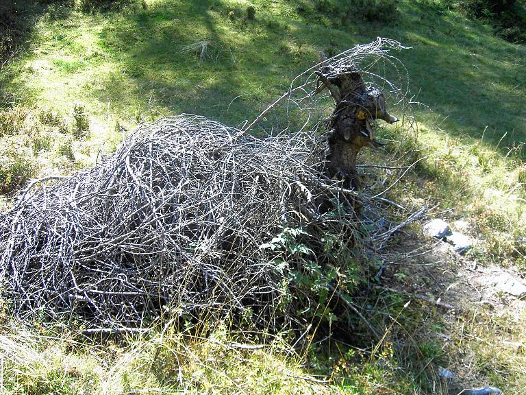 ma che creatura �? cosa gira indisturbata sulle alpi?????