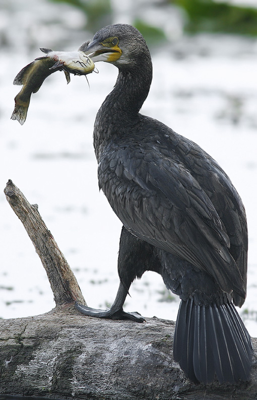 Renzo-Un'ottimo pescatore