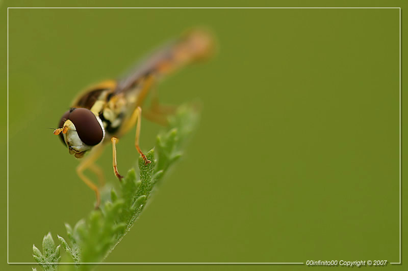 :: A me gli occhi...