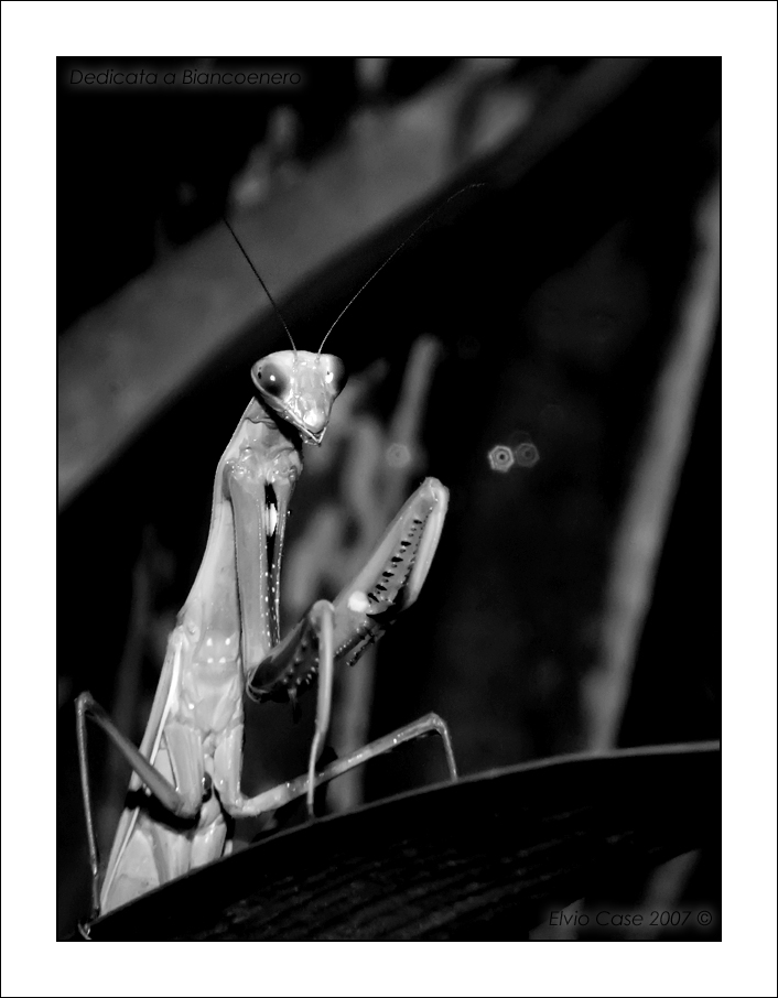 Dedicata a Biancoenero!