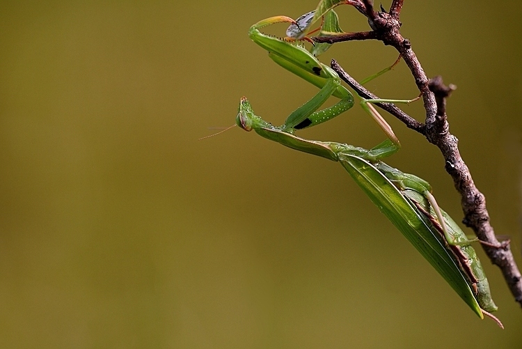 Piccola Mantide..... mica tanto...