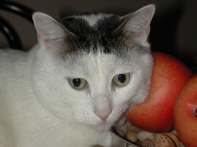 Che faccio le assaggio?