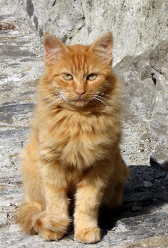 hic manebimus optime