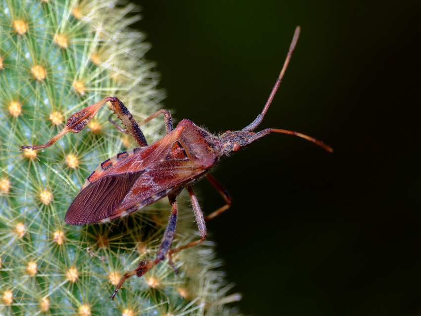 Il cimicione delle conifere